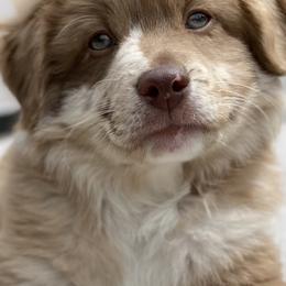 Australian Shepherd and Miniature American Shepherd Puppies from Hemlock Brook Farm and Kennels