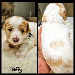 Taffy - Parti female Goldendoodle puppy in Forest, Ohio from Mini Doodle Buddies