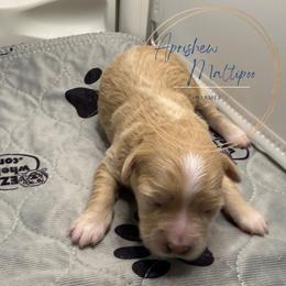Hermes - Apricot female Maltipoo puppy in Weatherford, Texas from Aprishew Maltipoo