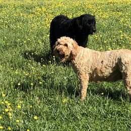 Cavapoos and Goldendoodles from Rockbridge Puppies