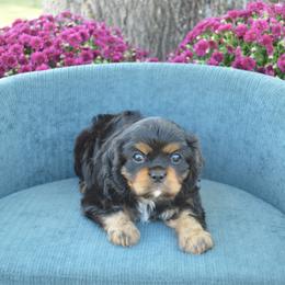 Chase - Black and tan male Cavalier King Charles Spaniel puppy in Resaca, Georgia from Freeman's Royal Cavaliers