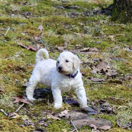 Aussiedoodle and Goldendoodle Puppies from Ford Family Kennels
