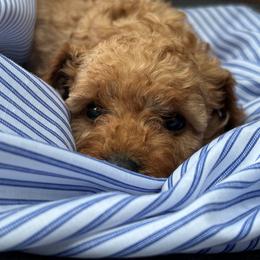 Sparky - Apricot male Cavapoo puppy in Lewisburg, Pennsylvania from Cinda's Cavapoos