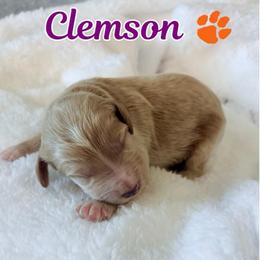 Clemson - Apricot male Aussiedoodle puppy in High Point, North Carolina from Kingsfield Doodles