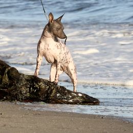 American Hairless Terrier Puppies from Strider’s American Hairless Terriers
