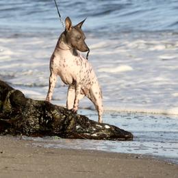 American Hairless Terrier Puppies from Strider’s American Hairless Terriers