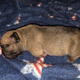 French Bulldog Puppies from Luna's little pumpkins