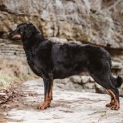 Roots - Beauceron