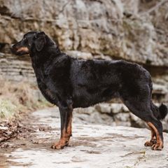 Roots - Beauceron