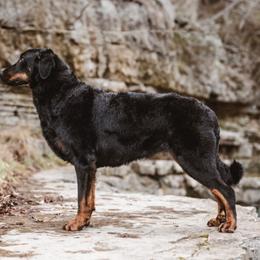 Roots - Beauceron