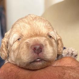 Phoebe, 1 week old - Buff female Cockapoo puppy in Crawford, Colorado from Saddle Mountain Doodles