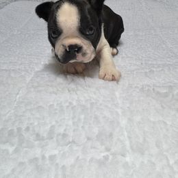 Boston Terrier Puppies from Washburns bostons