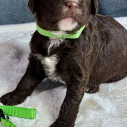 Amber (green) - Red tri-color female Aussiedoodle puppy in Lakeland, Florida from Standard Goldendoodle and Doodles