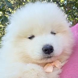 Light brown - White male Samoyed puppy in Salem, Utah from Happy Valley Sammies
