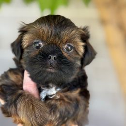 Shiloh - Brindle female Shih Tzu puppy in Surprise, Arizona from Sara's Shih Tzus