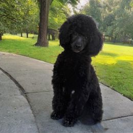 Daffodil - Parti female Poodle puppy in Plainfield, New Jersey from Caris Paws Poodles and Doodles