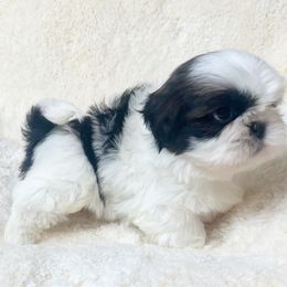 AKC MIss Moo Moo - Red and white female Shih Tzu puppy in Greenville, South Carolina from Babyface Shih Tzu