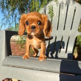 Penny - Ruby female Cavalier King Charles Spaniel puppy in Temecula, California from Diamond Cavaliers