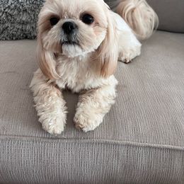 Honey - Shih Tzu