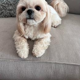 Honey - Shih Tzu