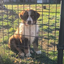 Australian Shepherd Puppies from Diane's Australian Shepherds