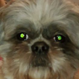 Shih Tzus from Indy Unique Shih Tzu