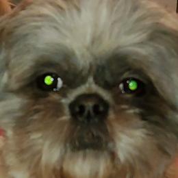 Shih Tzus from Indy Unique Shih Tzu
