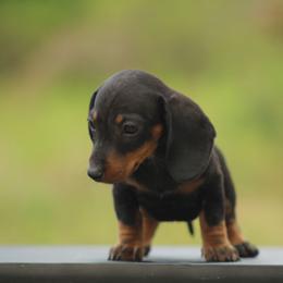 Opalite - Black and tan female Dachshund puppy in Okeechobee, Florida from Far Far Away Dachshunds