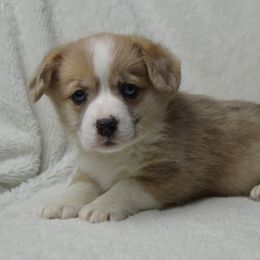 American Corgi and Pembroke Welsh Corgi Puppies from Wildlings & Wild Things Homestead