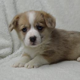 American Corgi and Pembroke Welsh Corgi Puppies from Wildlings & Wild Things Homestead