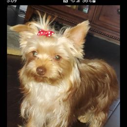 Remi - Yorkshire Terrier