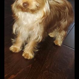 Remi - Yorkshire Terrier