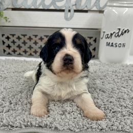 Mr. Bat - Tri-color male Bernedoodle puppy in Hegins, Pennsylvania from Bubbling Springs Doodles, LLC