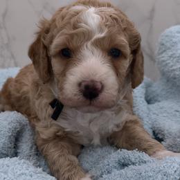 Tucker - Red  male Goldendoodle puppy in Kansas City, Kansas from Bella & Ivy’s Mini Goldendoodles of KC