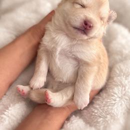 Pomsky and Siberian Husky Puppies from L.A Pomskys
