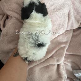 Miniature Schnauzer Puppies from Love Giver Schnauzers