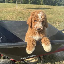 Goldendoodle All Grown Up from Dana Walters