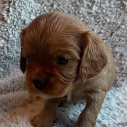 Copper (Blue) - Ruby male Cavalier King Charles Spaniel puppy in Auburn, Washington from Enchanted Cavaliers