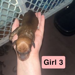 Girl 3 - Chocolate and tan female Dachshund puppy in Belton, South Carolina from Amy’s Dachshunds