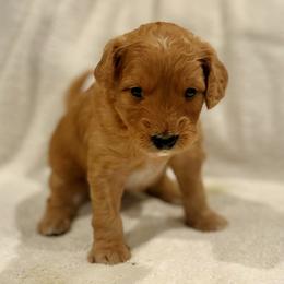 Rocky - Apricot male Goldendoodle puppy in Beaverton, Oregon from Mini Goldendoodles