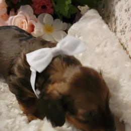 Dachshund Puppies from CLARK'S BREEDING PROGRAM