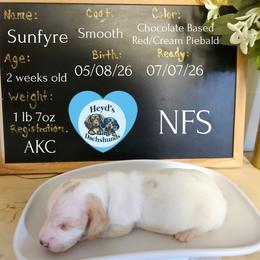 Sunfyre - Piebald male Dachshund puppy in Hoquiam, Washington from Heyd's Mini Dachshunds