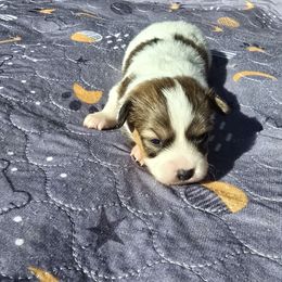 Cider - Red white and sable male Papillon puppy in Hollister, Missouri from Swan Creek Kennel
