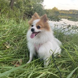 Chewy - Pomeranian