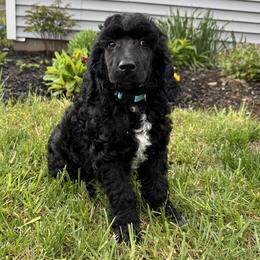 Aqua - Blue female Poodle puppy in Athol, Massachusetts from DoeValley Standard Poodles