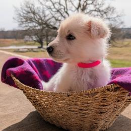 Aspen - White female German Shepherd puppy in Weatherford, Texas from Haven Farm
