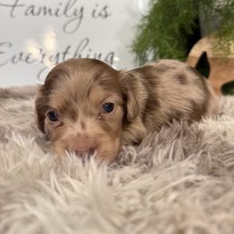 Axel - Chocolate and cream male Dachshund puppy in Stilwell, Oklahoma from B & K Dachshunds