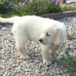 Golden Retriever Puppies from High Sierra Goldens