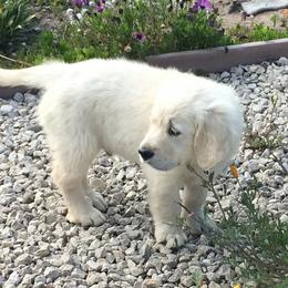 Golden Retriever Puppies from High Sierra Goldens