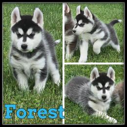 Forest - Black and white male Siberian Husky puppy in Merrill, Michigan from Haase Family Kennels